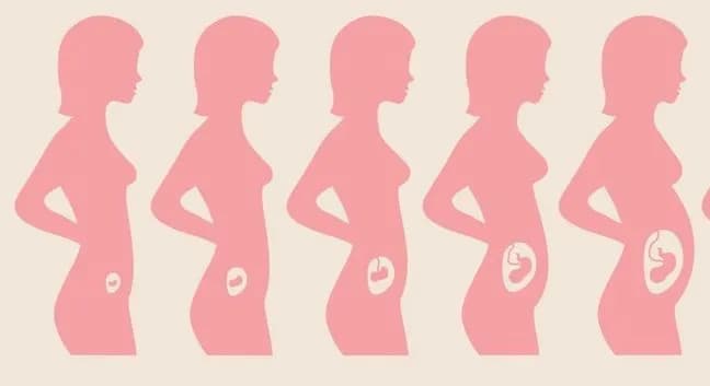 Co to jest trymestr w ciąży i jak wpływa na rozwój dziecka